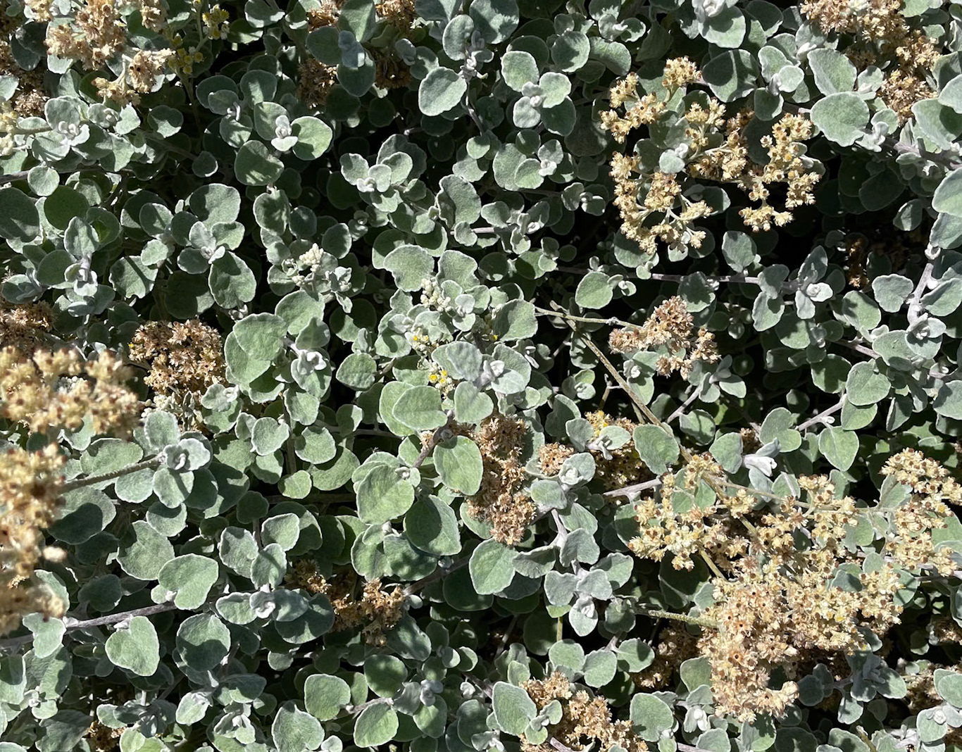 Silver-green fynbos growing in sunlight