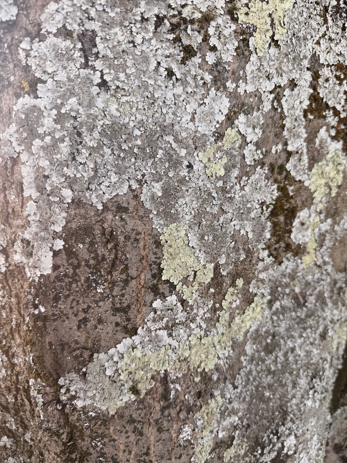 Pale green and white lichen across dark textured rock